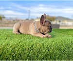 Small #14 French Bulldog