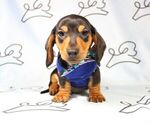 Small Photo #7 Dachshund Puppy For Sale in LAS VEGAS, NV, USA