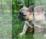 Small Photo #6 French Bulldog Puppy For Sale in SOLWAY, MN, USA