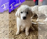 Small Photo #4 Great Pyrenees Puppy For Sale in JAMESTOWN, TN, USA