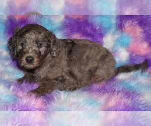 Labradoodle Puppy for sale in LA HABRA, CA, USA