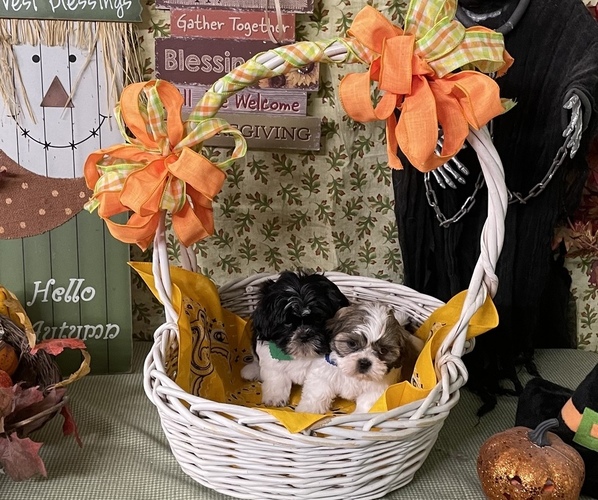 Medium Photo #2 Shih Tzu Puppy For Sale in KLONDIKE, TX, USA