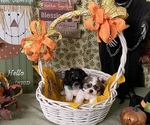 Small Photo #2 Shih Tzu Puppy For Sale in KLONDIKE, TX, USA