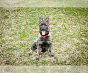 German Shepherd Dog Puppy for sale in FINDLAY, OH, USA