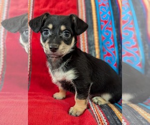 Chiweenie Dogs for adoption in Fresno, CA, USA