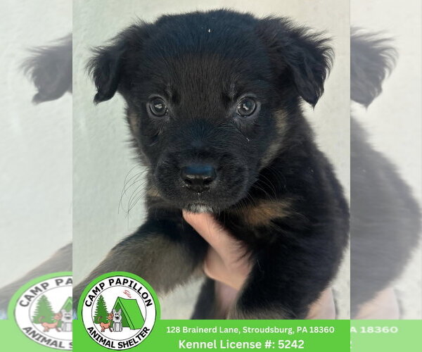 Medium Photo #1 Australian Mountain Dog Puppy For Sale in Stroudsburg, PA, USA