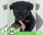 Pibbles - Male Australian Mountain Dog Dog for Adoption - Small photo