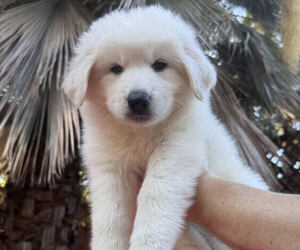 King Shepherd Puppy for sale in GRAND CANYON CAVERNS, AZ, USA