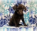 Small Photo #6 Labrador Retriever Puppy For Sale in CEDAR LANE, PA, USA