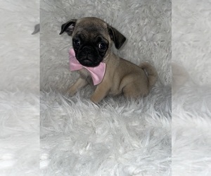 Pug Puppy for sale in BEECH GROVE, IN, USA