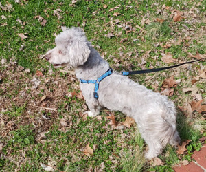 Havanese Puppy for sale in WINSTON SALEM, NC, USA
