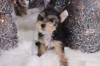 Small #4 Yorkshire Terrier