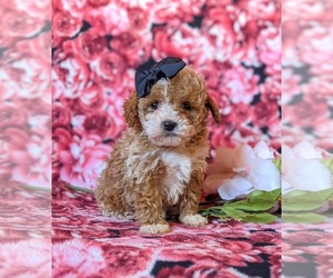 Poodle (Toy) Puppy for sale in KINZERS, PA, USA