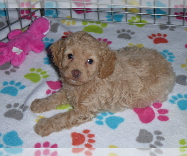 Medium Photo #9 Cockapoo-Poodle (Miniature) Mix Puppy For Sale in ORO VALLEY, AZ, USA