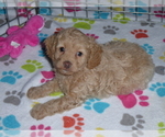 Small Photo #9 Cockapoo-Poodle (Miniature) Mix Puppy For Sale in ORO VALLEY, AZ, USA