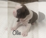 Small Photo #5 Boston Terrier Puppy For Sale in DICKINSON, TX, USA