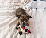 Small Photo #17 American Pit Bull Terrier-Bulldog Mix Puppy For Sale in Wenonah, NJ, USA