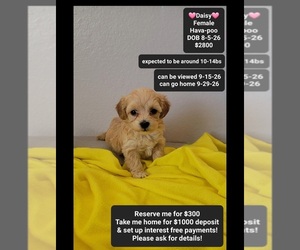 Havapoo Puppy for sale in TUCSON, AZ, USA
