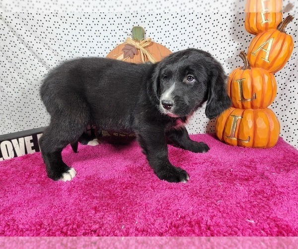 Medium Photo #9 Golden Mountain Dog Puppy For Sale in BLACK FOREST, CO, USA
