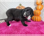 Small #8 Golden Mountain Dog