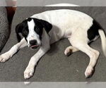 Small #3 Basset Hound Mix