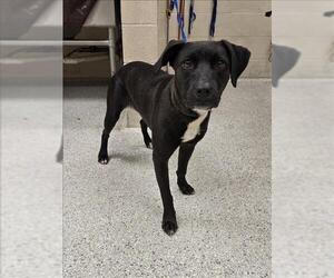 Labrador Retriever-Unknown Mix Dogs for adoption in Conroe, TX, USA