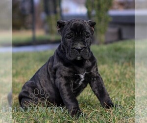 Cane Corso Puppy for sale in EAST EARL, PA, USA