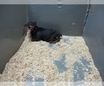 Small Photo #2 Miniature Pinscher Puppy For Sale in CARROLLTON, GA, USA