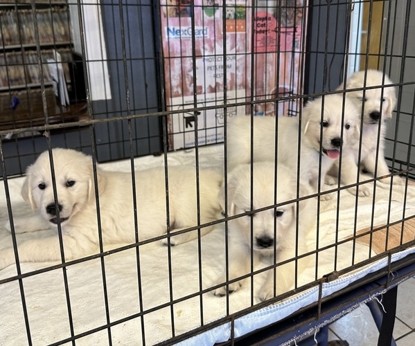 Medium Photo #13 English Cream Golden Retriever Puppy For Sale in BYRON, GA, USA