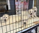 Small #12 English Cream Golden Retriever