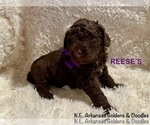 Puppy Reeses Goldendoodle