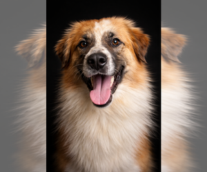 Collie Dogs for adoption in Bardstown, KY, USA