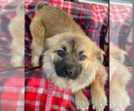 Small #4 Chihuahua Mix