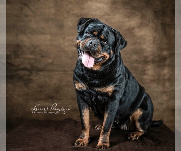 Medium Photo #1 Rottweiler Puppy For Sale in JONESBORO, GA, USA