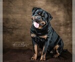 Small Photo #1 Rottweiler Puppy For Sale in JONESBORO, GA, USA
