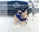 Small #2 French Bulldog