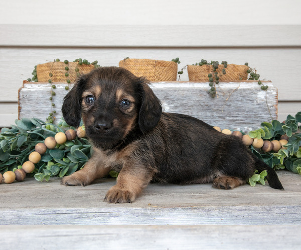 Medium Photo #9 Dachshund Puppy For Sale in NAPPANEE, IN, USA