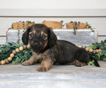 Small Photo #9 Dachshund Puppy For Sale in NAPPANEE, IN, USA