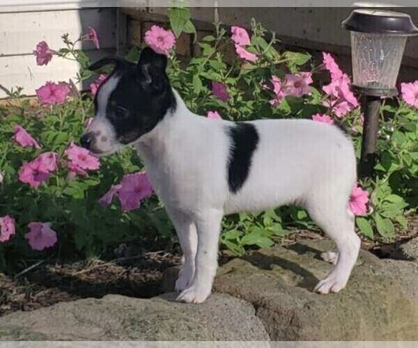 Medium Photo #3 Fox Terrier (Toy) Puppy For Sale in FREDERICKSBURG, OH, USA