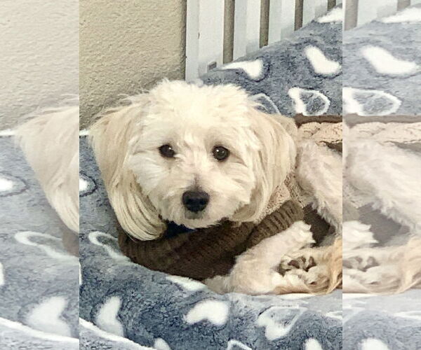 Medium Photo #1 Maltipoo (Toy) Puppy For Sale in Santa Clarita, CA, USA