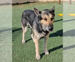 Small Photo #14 German Shepherd Dog-Unknown Mix Puppy For Sale in Rockwall, TX, USA