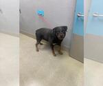 Small Rottweiler Mix