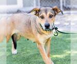 Small #2 German Shepherd Dog Mix