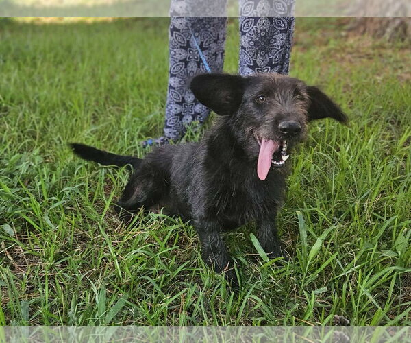 Medium Photo #5 Mutt Puppy For Sale in Wakefield, RI, USA