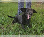 Small #4 Mutt