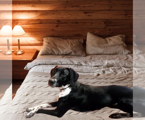 Medium Photo #14 Pointer-Unknown Mix Puppy For Sale in Germantown, OH, USA