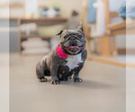 Small #6 French Bulldog