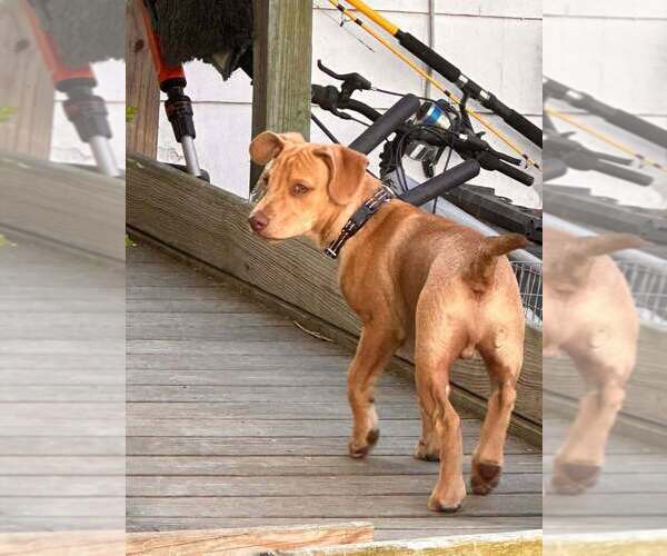 Medium Photo #28 Labrador Retriever-Unknown Mix Puppy For Sale in New York, NY, USA