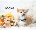 Small #6 Shiba Inu