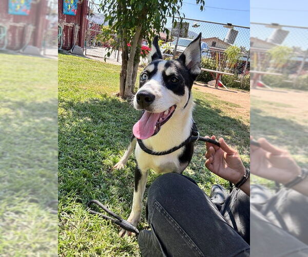 Medium Photo #2 Siberian Husky-Unknown Mix Puppy For Sale in San Diego, CA, USA